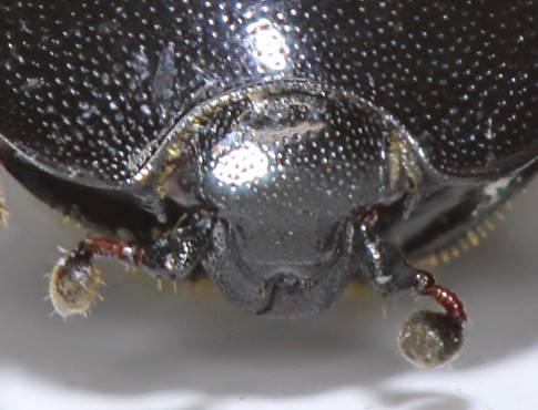 Saprinus lautus